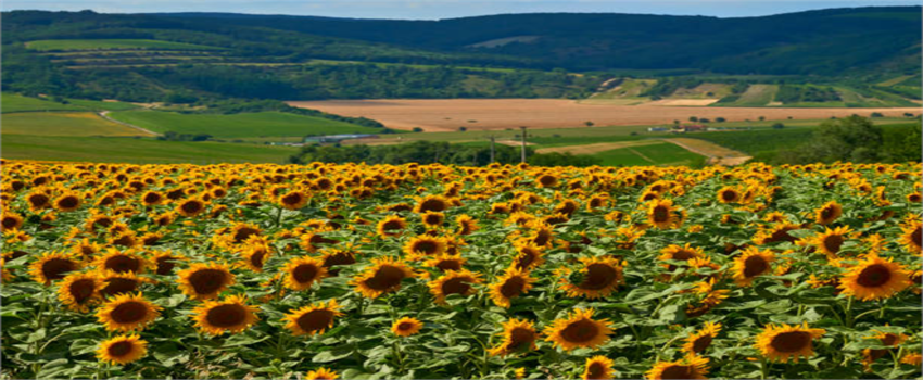 Trakya`da Ayçiçeği Tarımına Destek!