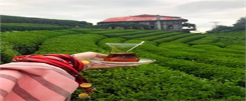 ÇAYKUR`dan Müjde: 303 Milyon TL Ödeme Yolda!