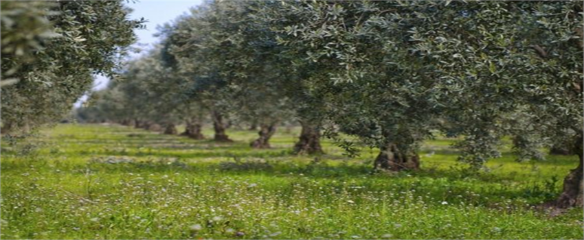 Türkiye Zeytinyağı Sektörü, Dünya Genelinde Rekabetin Merkezinde
