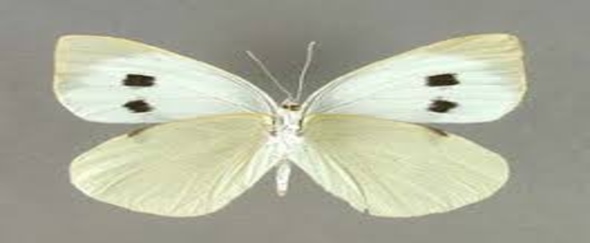 Lahana Kelebeği ile Mücadele!