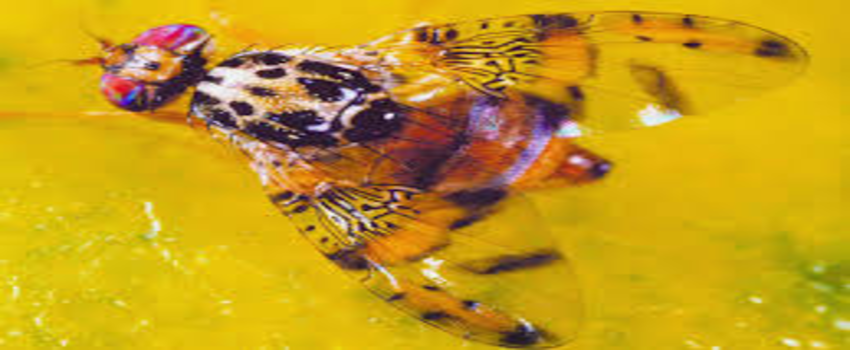 Akdeniz Meyve Sineği ile Mücadele!