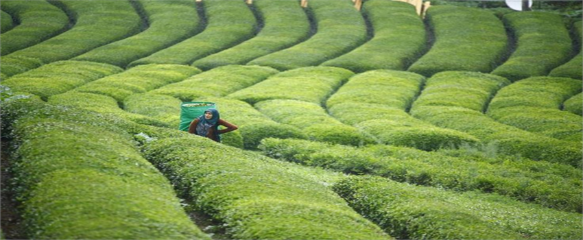 Desteklemeler Ödeniyor!
