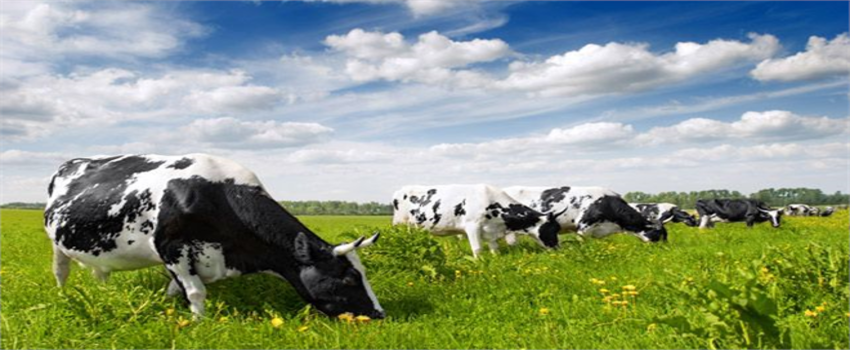 Desteklemeler Ödeniyor!