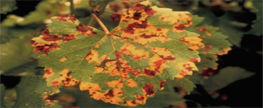 Bağ Mildiyösü İle Mücadele!