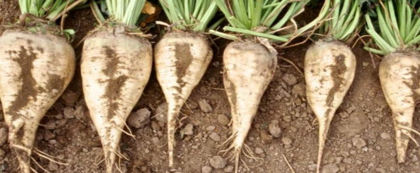 Türkiye Şeker Fabrikaları AŞ`nin 2025-2026 Üretim Yılı Pancar Alım Fiyatı Belirlendi!