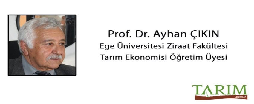 Üniversitenin İşlevi Nedir ?