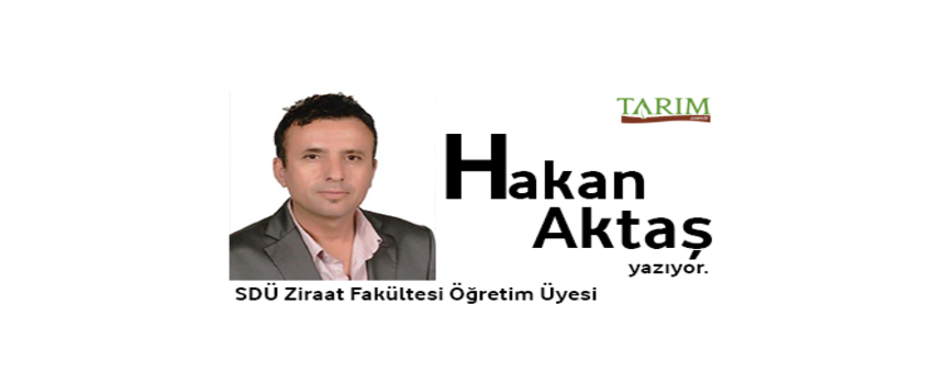 Domates Hakkında Bildiklerimiz