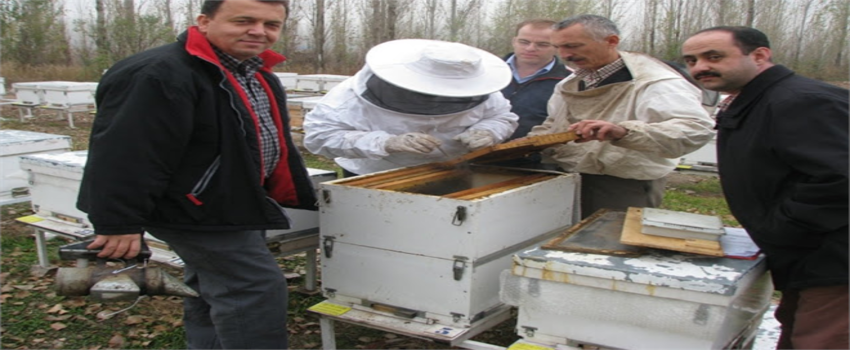 Arıcılık Tedavisi Olmayan Bulaşıcı Bir Hastalıktır