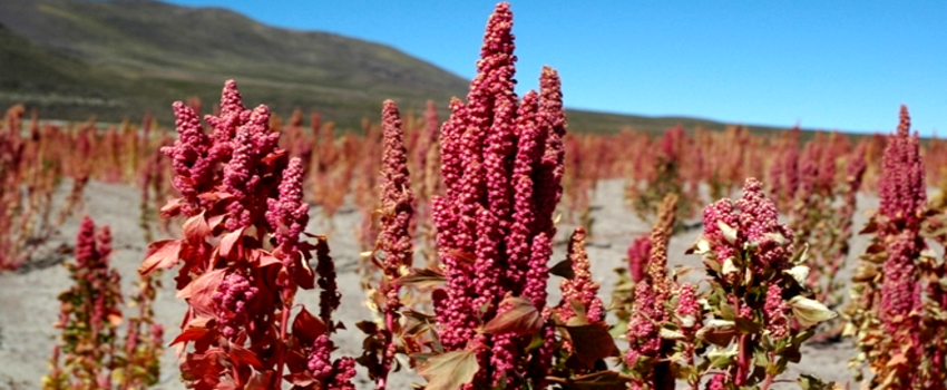 Gerçek Tohumlardan Gerçek Gıdalara