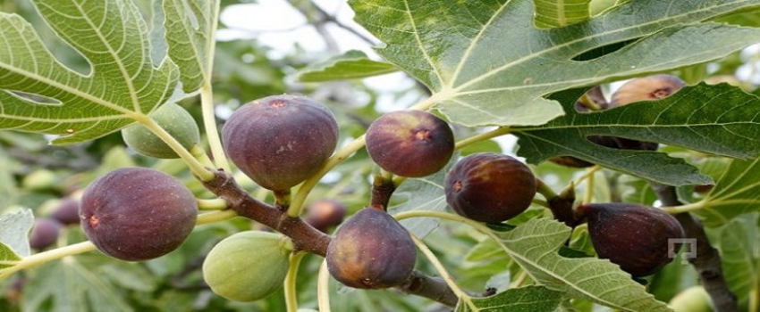 İncir Üretiminin Öncüsü Aydın`da Bu yılda Umut Var