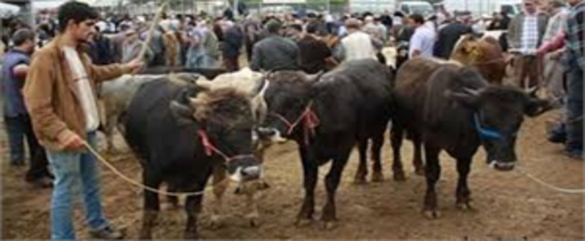 Hayvan Arzı Artışı ile Et Fiyatlarındaki Yükseliş Önlenecek