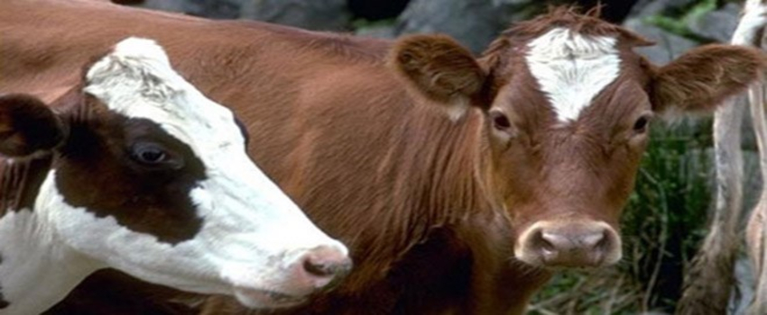 Hayvan İthaline Yüzde 40 İzin Verilmesi Türk Hayvancılığını Bitirir