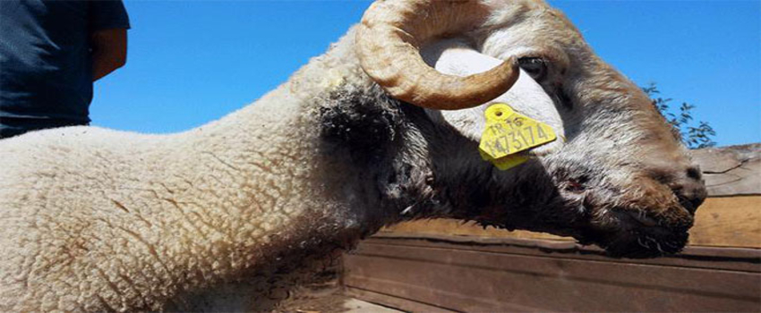 Hayvanlardaki Mavi Dil Hastalığı Hakkında Soru Önergesi Verildi