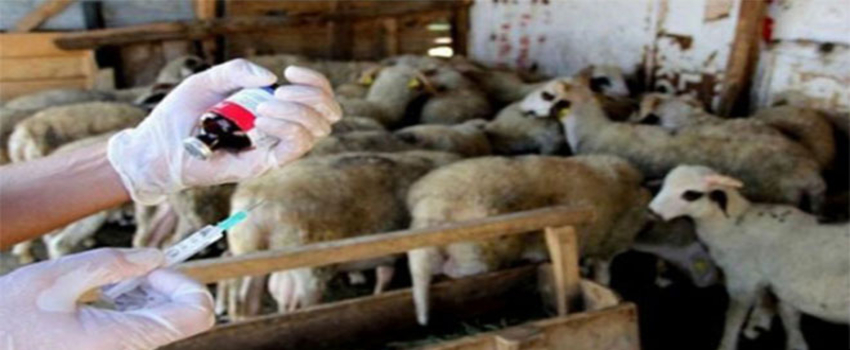 Mavidil Hastalığı İçin Manisa`ya 50 Bin Aşı Geldi