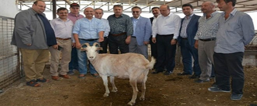 Yuntdağı Bölgesi, Küçükbaş Hayvancılıkla Kalkınacak