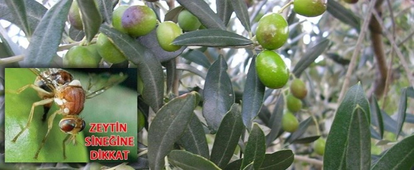 Zeytin Sineğiyle Mücadelede 882 Bin Dekar Alan İlaçlandı