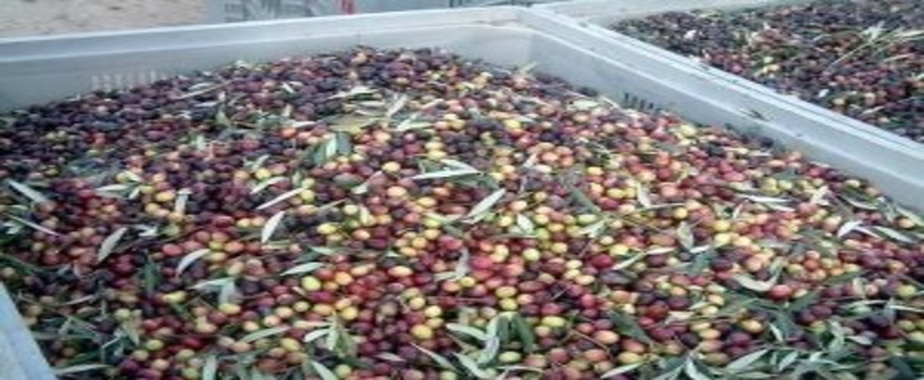 Gaziantep`te Zeytin Çalıştayı