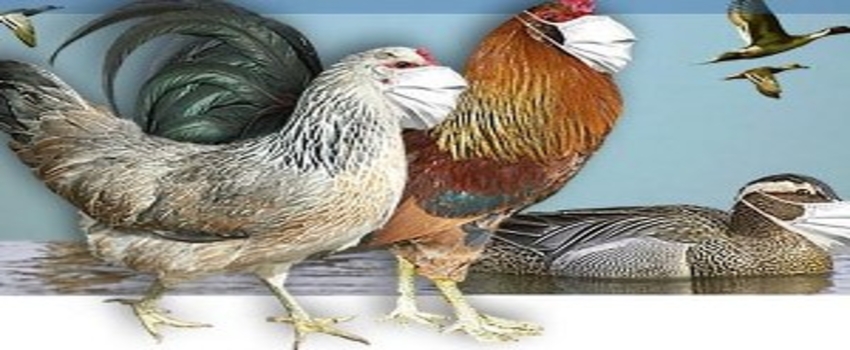 İngiltere`de Kuş Gribi Alarmı
