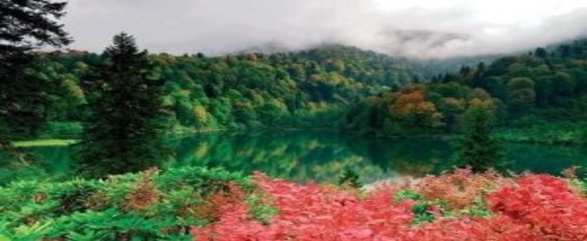 Karadeniz`de Bitki Örtüsü, İstilacı `İtdolanbacı` Tehditi Altında