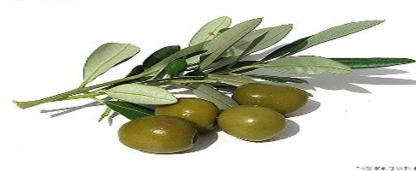 Osmaniye, `Zeytin Şehri` Olma Yolunda İlerliyor