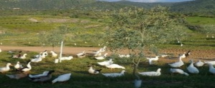 Aydın`da Bir İşletme Kanatlı Hayvanları Temizlik İşçisi Olarak Kullanmaya Başladı