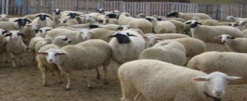 Kilis`te Hayvan Kaçakçılarına Yönelik Operasyon