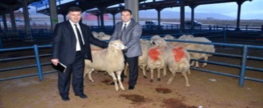 Niğde`de 252 Tane Koç Dağıtıldı