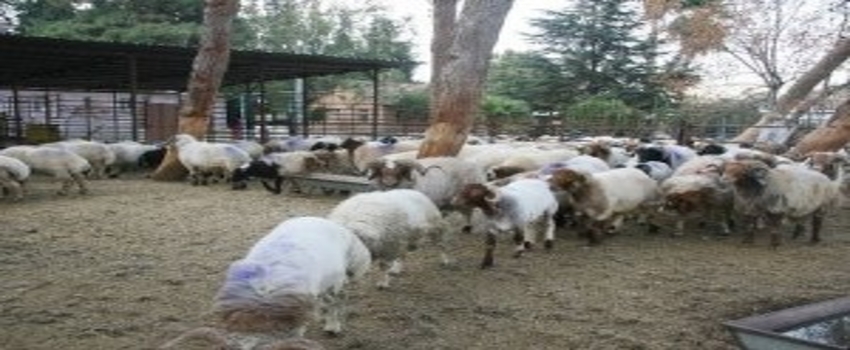 Sınırda 44 Adet Küçükbaş Hayvan Ele Geçirildi