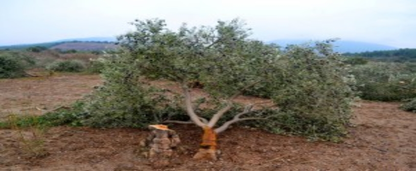 Yırca`da Katledilen Zeytin Ağaçlarını Koruma Görevi Köylünün