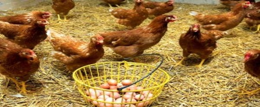 Ordu`da Serbest Yumurta Tavukçuluğu Projesi Çalışmaları