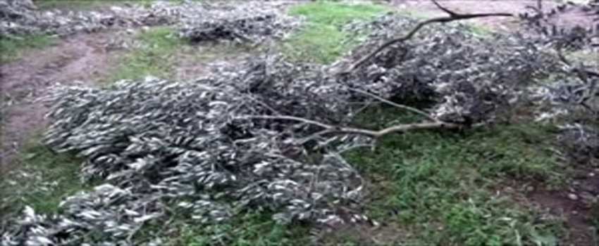 Zeytin Ağaçları Baltayla Değil Karla Kırıldı