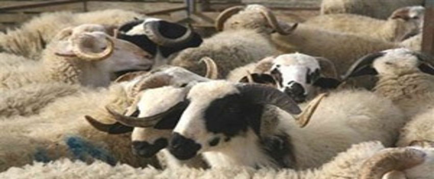 Kilis`te hayvan kaçakçılığı