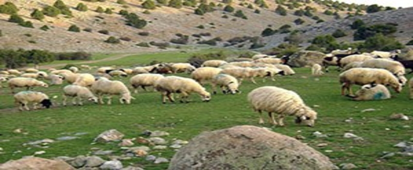 Küçükbaş Hayvanlarda `Mavi Dil Hastalığı` İçin Aşı Çağrısı