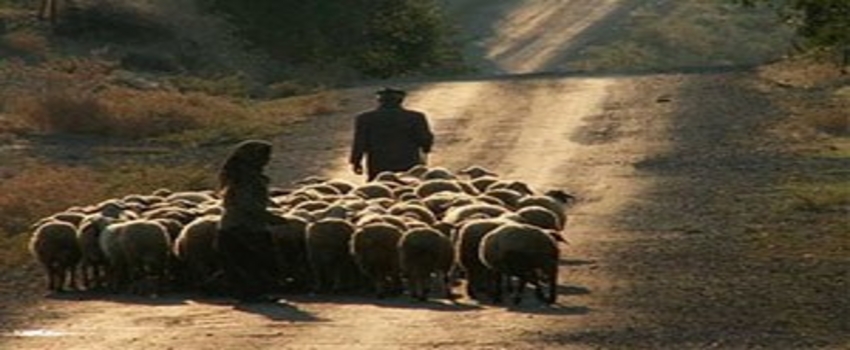 Ordu`da Çobanlık Meslek Oluyor