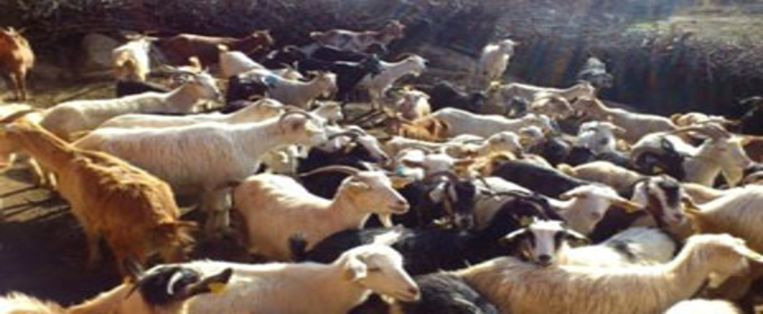 Burhaniye`de Koyun ve Keçilere Sayım