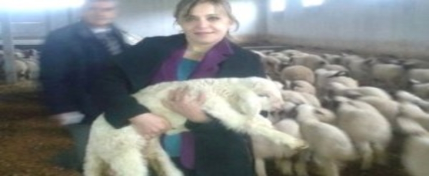 Hayvancılığa Destek Sürüyor
