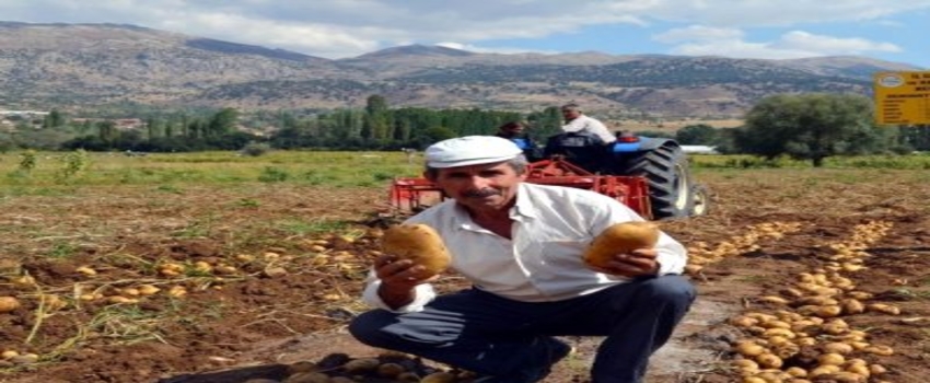 Patates Üretimi 1 Milyon Tona Ulaştı