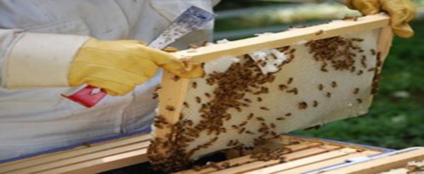 Gölpazarı`nda Sertifikalı Arıcılık Kursu Açıldı