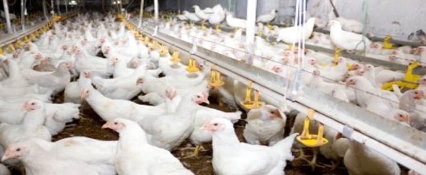 Kanatlı Sektöründe Ilt Korkusu