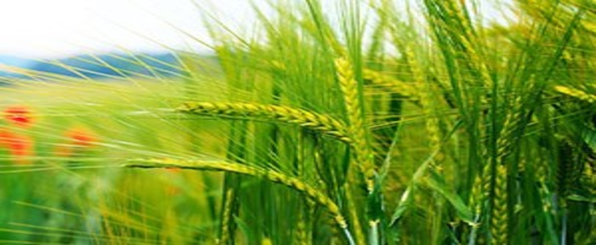 Buğdayda Rekolte Beklentisi Yüksek