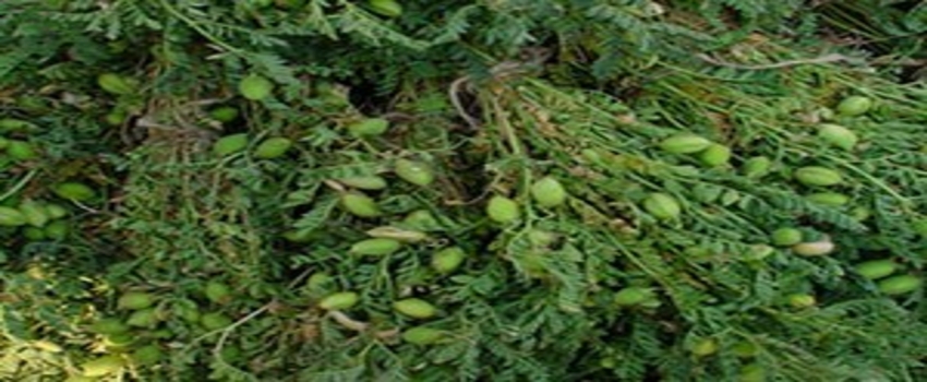 Nohudu, Aspir Bitkisi Koruyacak