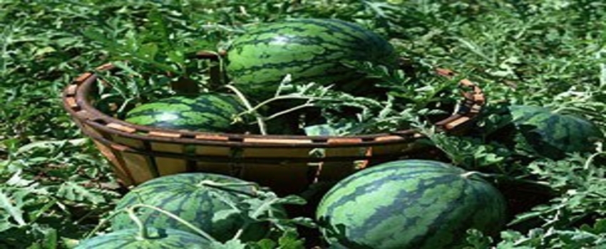 Adana karpuzunda sezonun ilk hasadı başladı