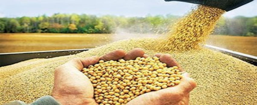 GDO krizinin vurduğu soya şimdi de karaborsaya düştü