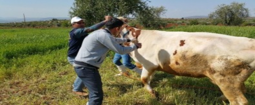 Düzce`de 18 Bin 409 Hayvan Aşılandı