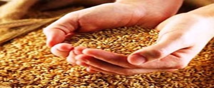 Rusya`da tahılda hektar başına verimlilik ABD ve AB`nin ne kadar altında?