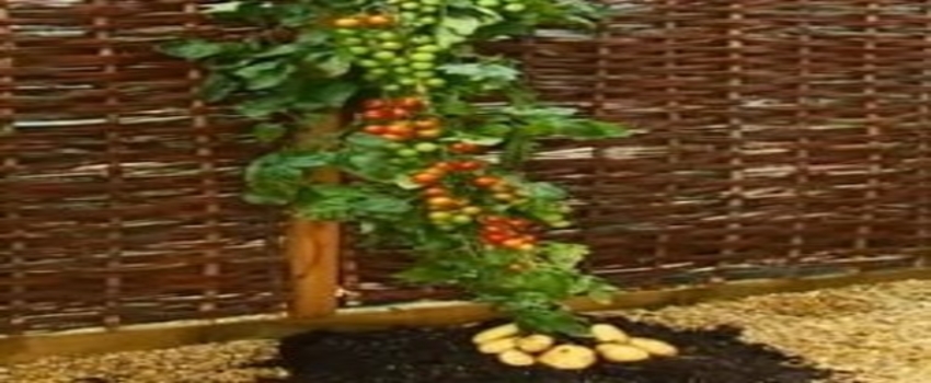 Hem Domates Hem Patates (TOMTATO) (DOMPAT)