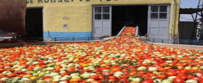 İnegöl`den Hollanda`ya 600 Ton Salça İhraç Edilecek