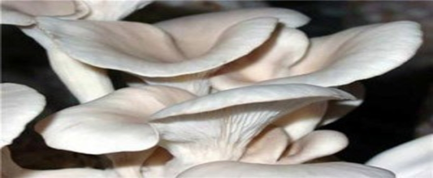 Niğde`de İstiridye Mantarı Kursu Verildi