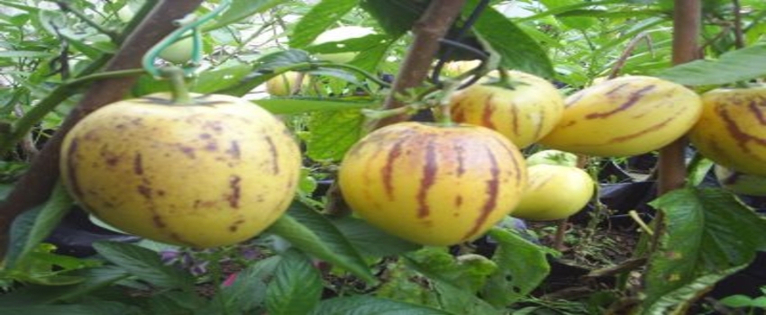 Pepino Yetiştiriciliği