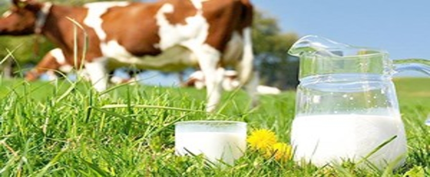 Sığır üreticileri: İthal süte doğru gidiyoruz